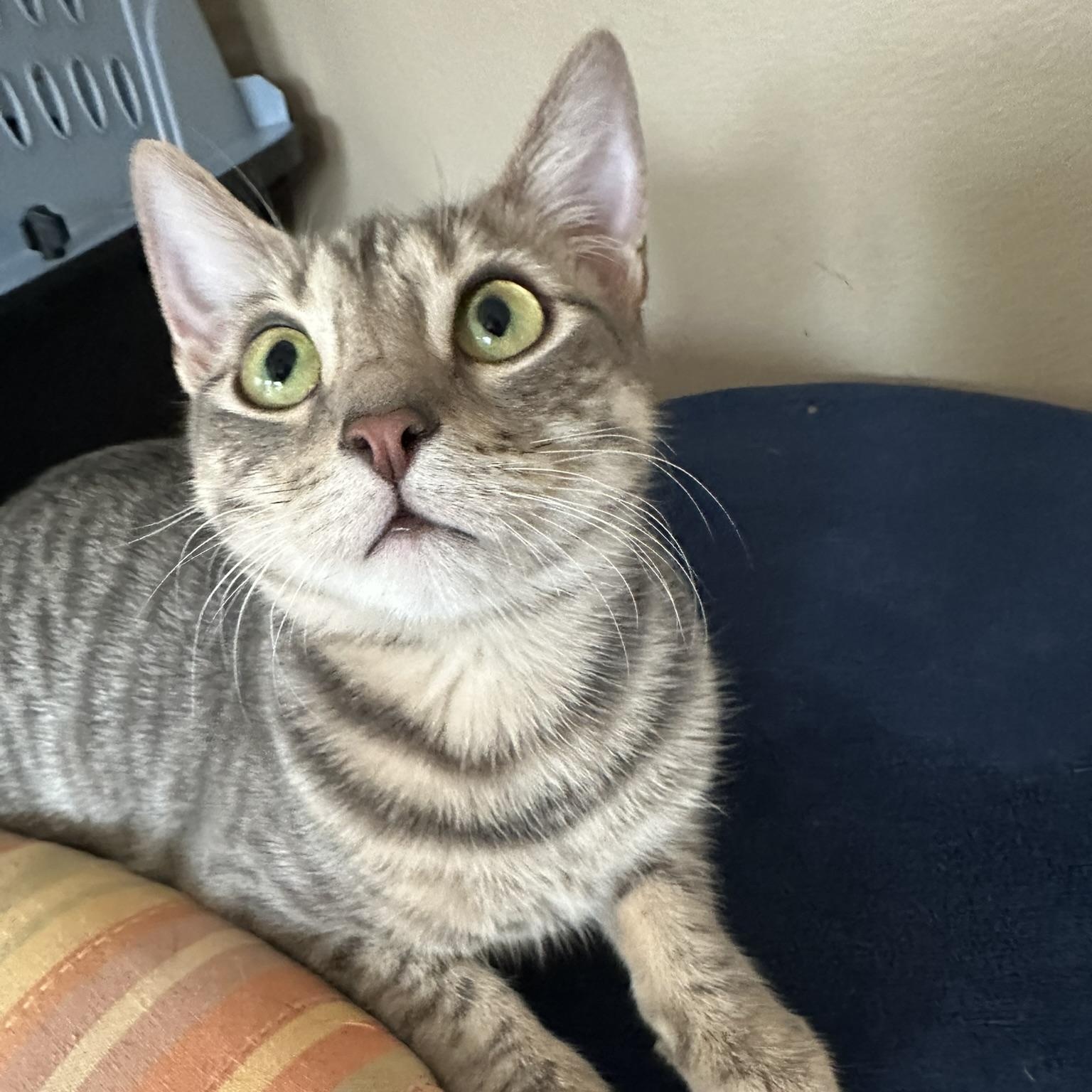 Enlarge Hope, an adopted American Shorthair in North Hollywood, CA image 5/6
