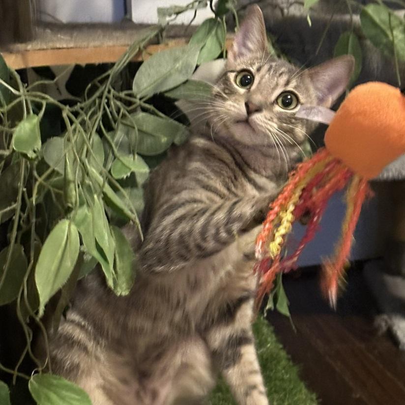 Hope, ADOPTABLE, Kitten Female American Shorthair.