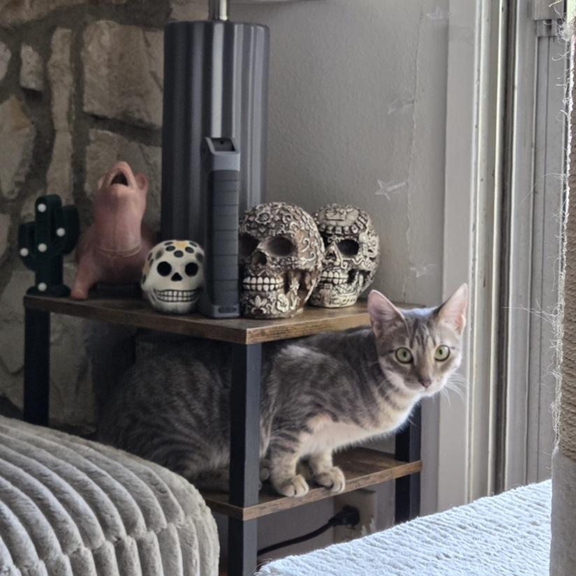 Hope, a ADOPTABLE American Shorthair in North Hollywood, CA image 5/6