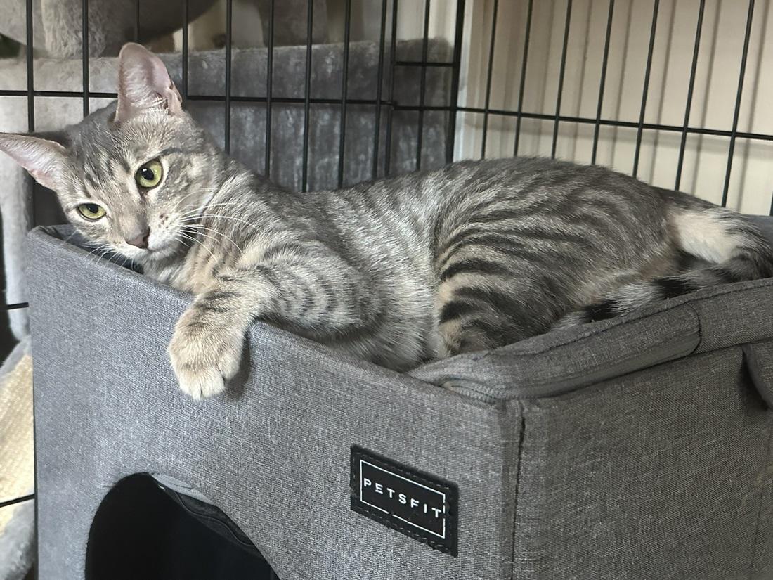 Hope, a ADOPTABLE American Shorthair in North Hollywood, CA image 4/6