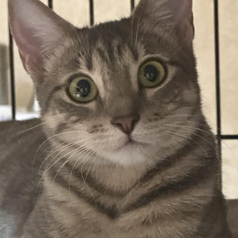 Hope, a ADOPTABLE American Shorthair in North Hollywood, CA image 2/6