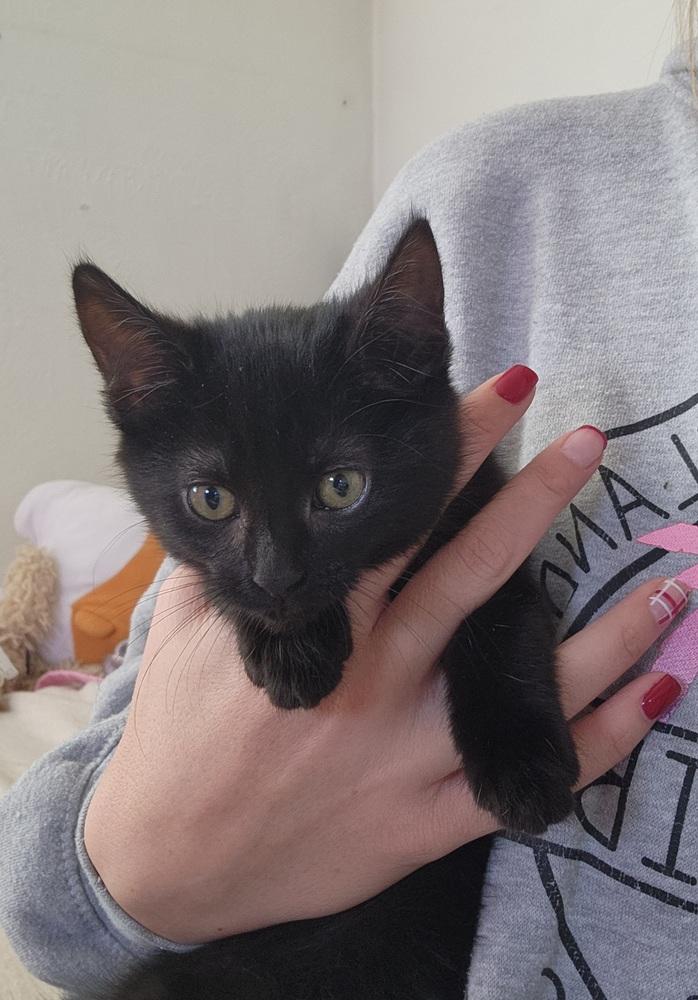 Amy Bean, Adoptable, Kitten Female Domestic Short Hair & Manx.