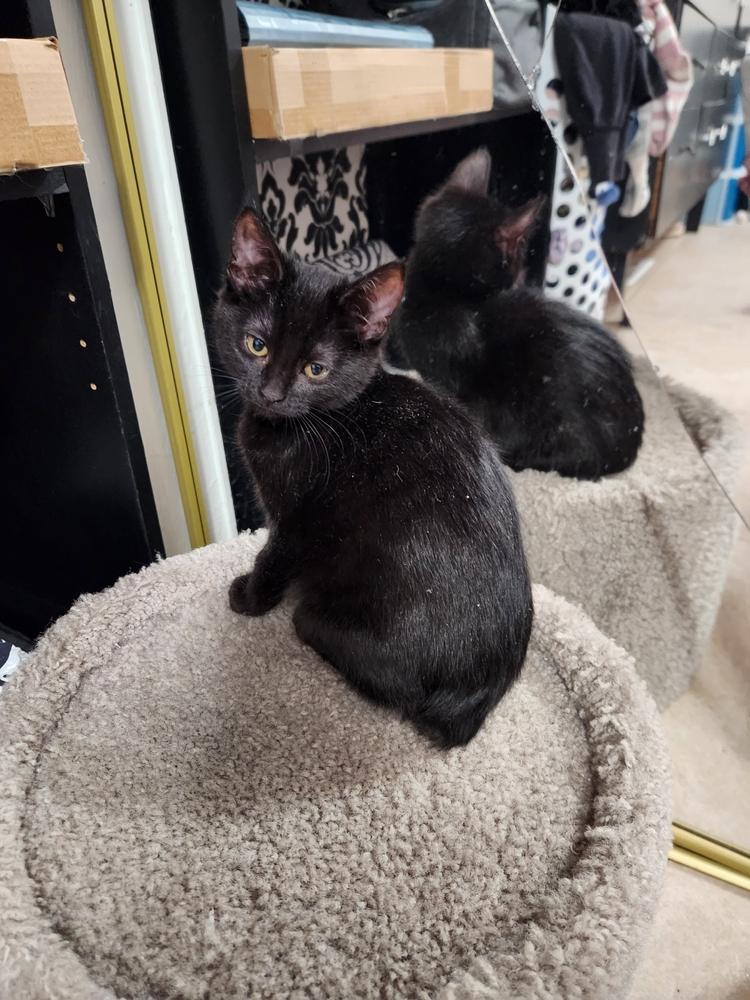 Enlarge Amy Bean, a Adoptable mixed breed in Gallup, NM image 2/2