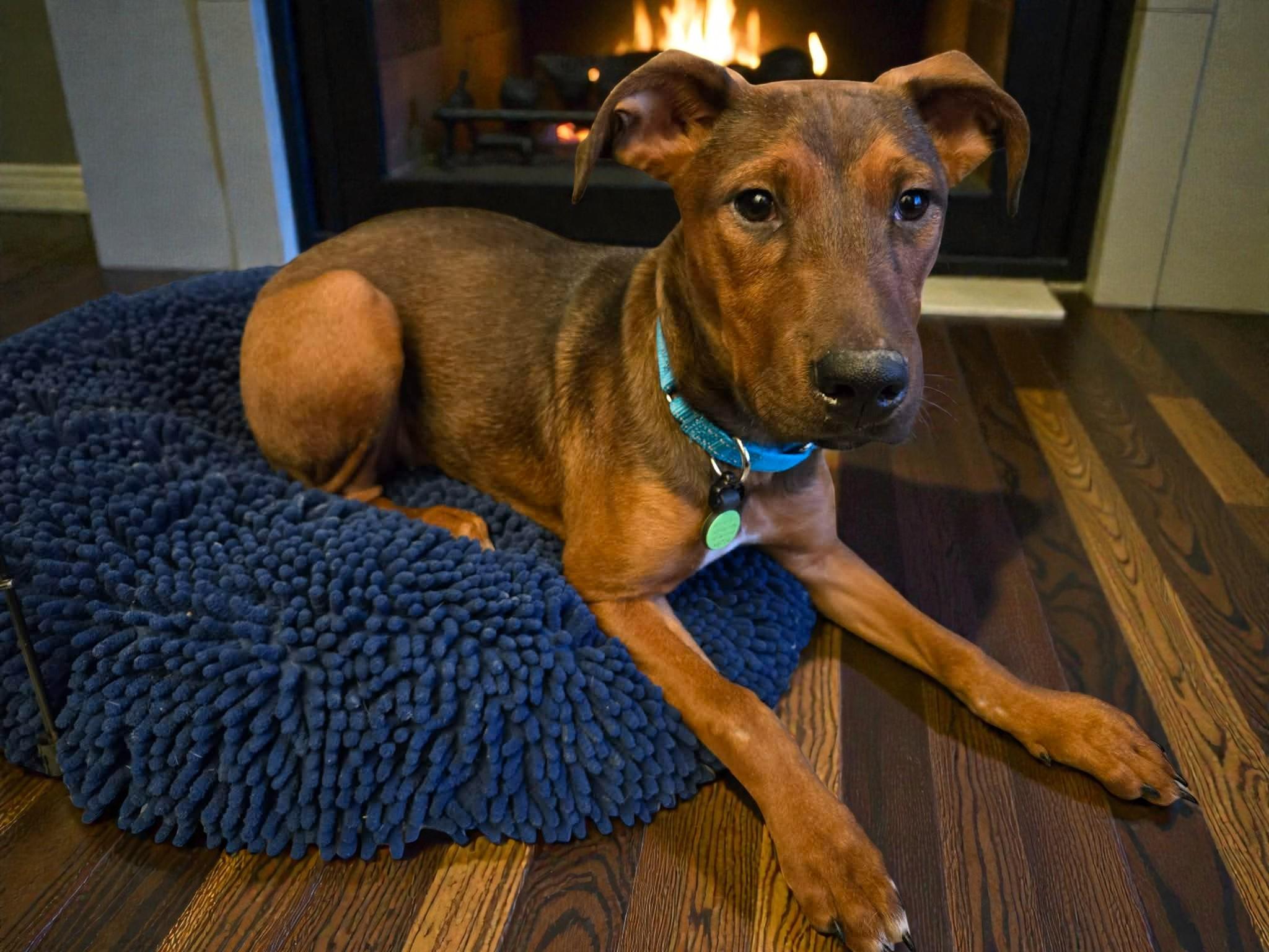 MAPLE, an adopted mixed breed in Lincoln, NE image 1/5