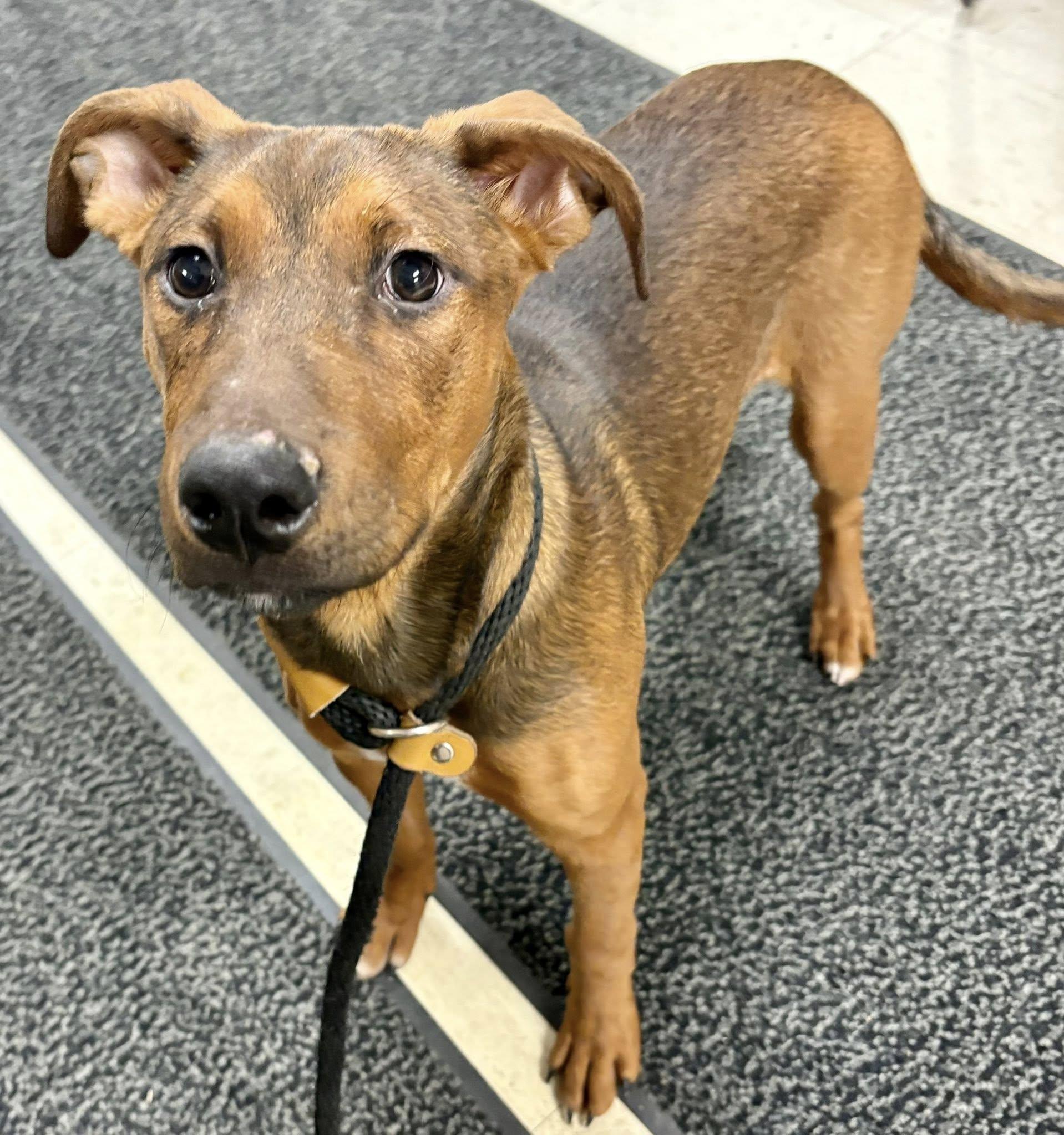 MAPLE, an adopted mixed breed in Lincoln, NE image 3/5