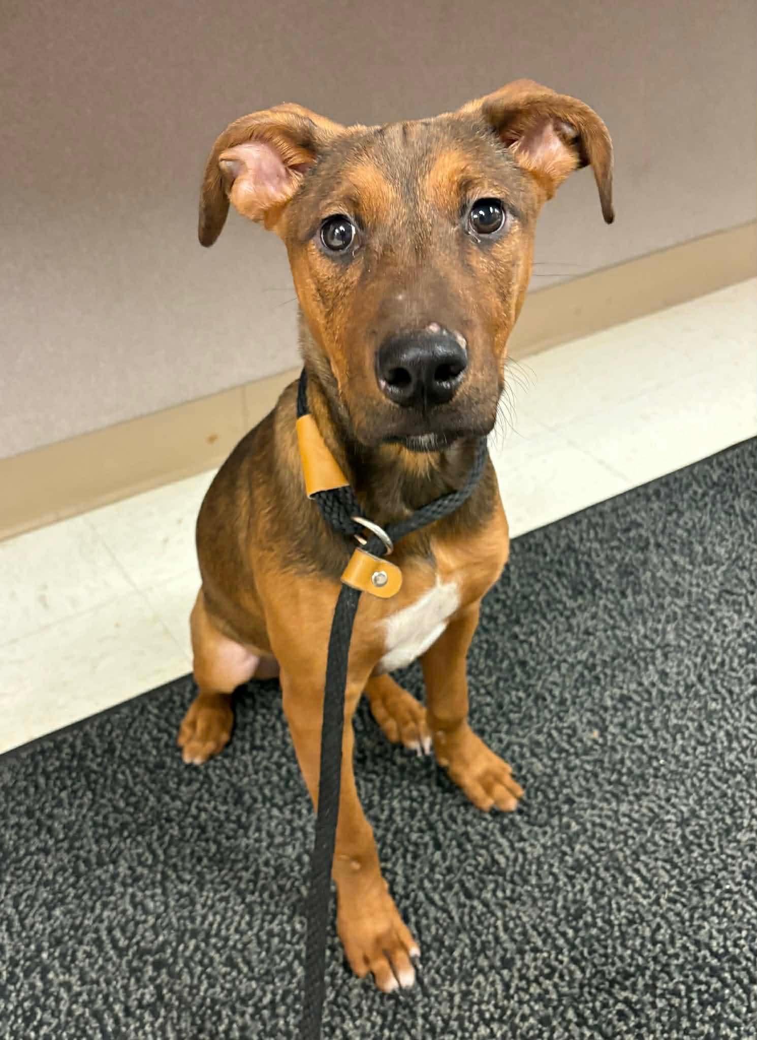 MAPLE, an adopted mixed breed in Lincoln, NE image 4/5