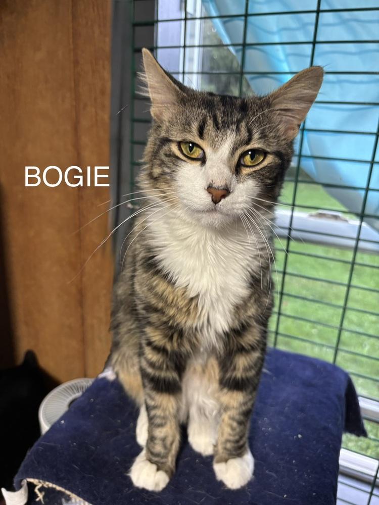 BOGIE, Adoptable, Young Male Domestic Medium Hair.