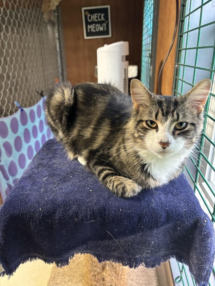 Enlarge BOGIE, a Adoptable Domestic Medium Hair in New Woodstock, NY image 2/3