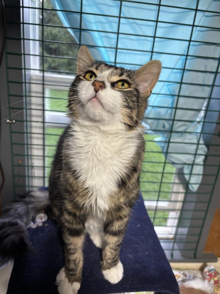 Enlarge BOGIE, a Adoptable Domestic Medium Hair in New Woodstock, NY image 3/3