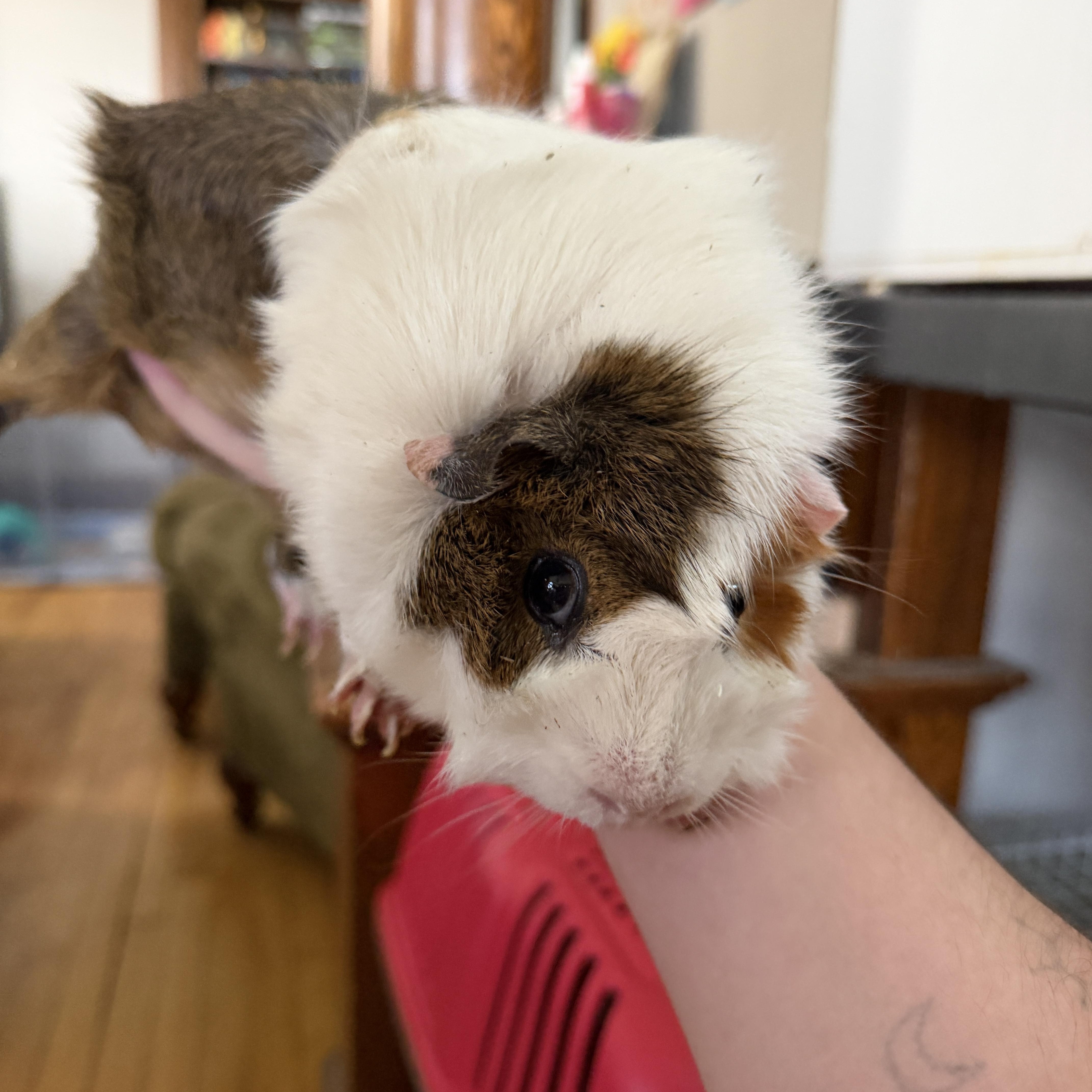 Enlarge Egg & Ty BONDED, a ADOPTABLE Guinea Pig in Minneapolis, MN image 2/2