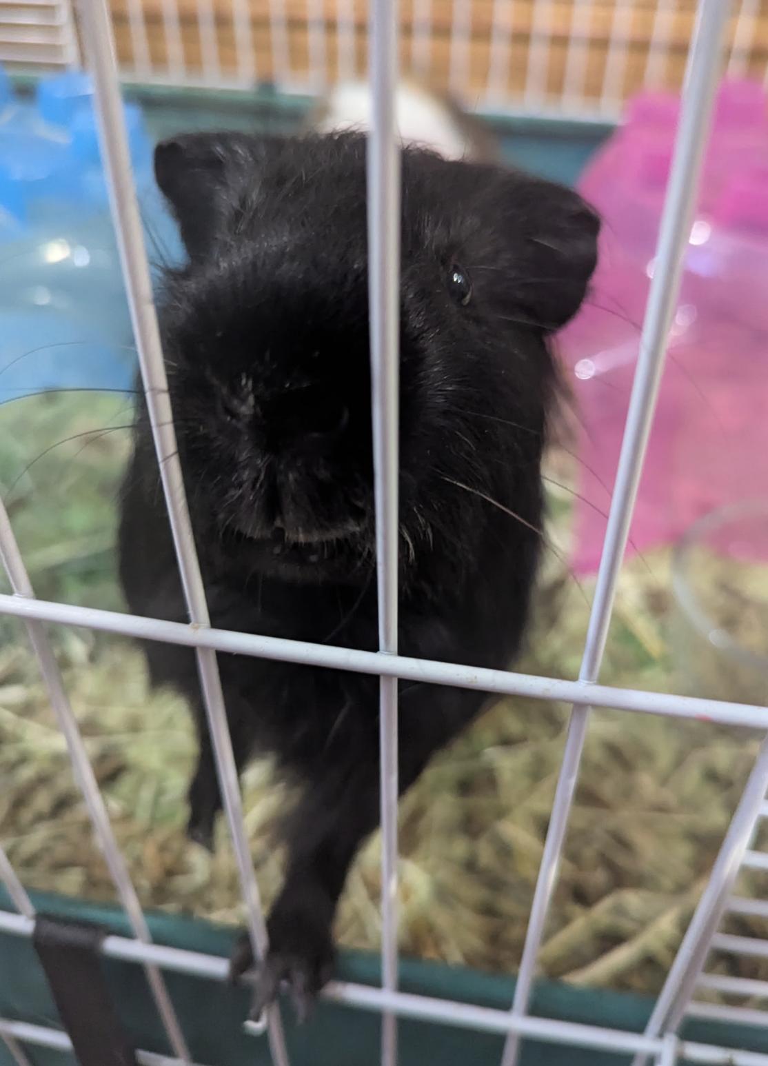 Egg & Ty BONDED, a ADOPTABLE Guinea Pig in Minneapolis, MN image 4/5
