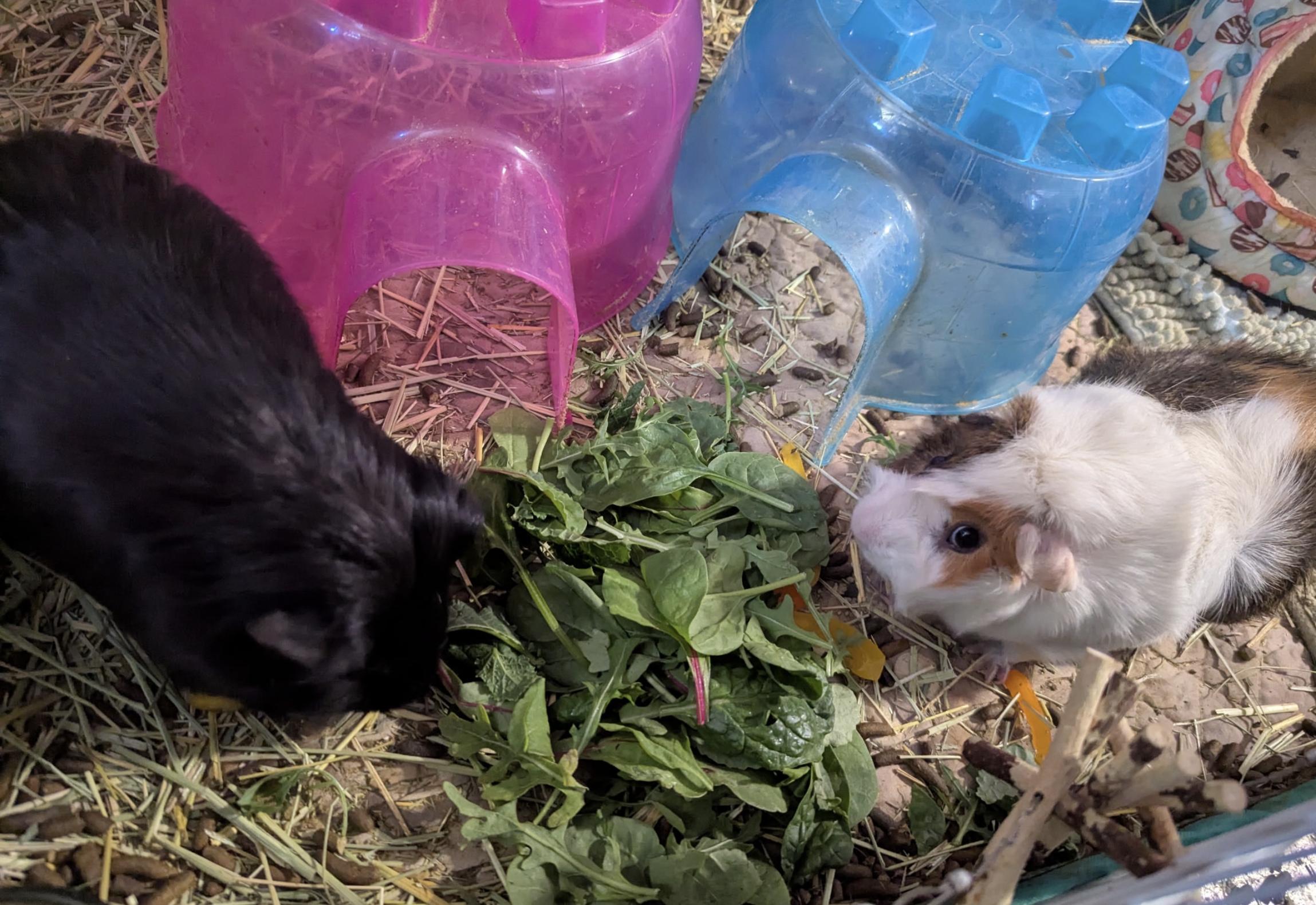 Egg & Ty BONDED, a ADOPTABLE Guinea Pig in Minneapolis, MN image 5/5