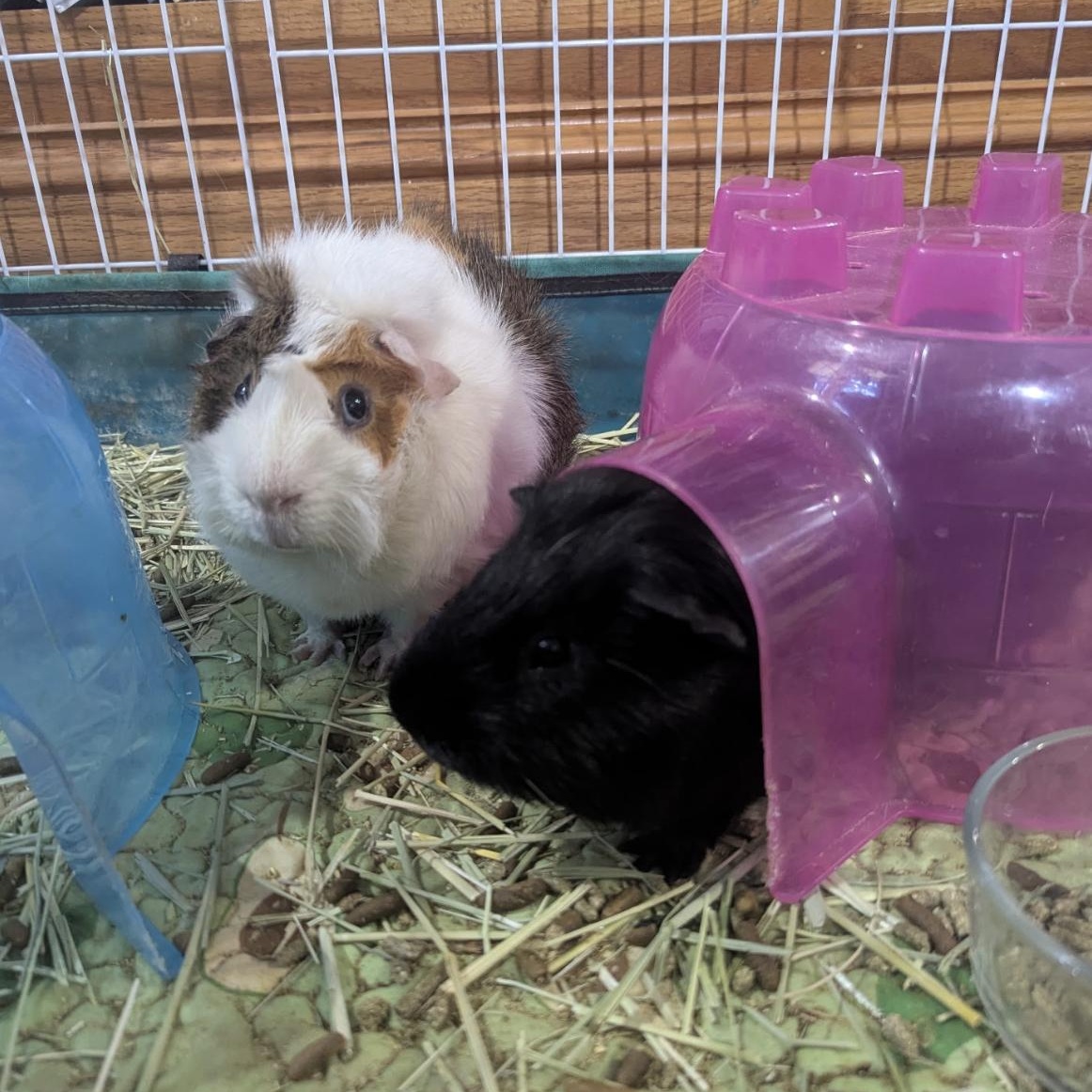 Egg & Ty BONDED, a ADOPTABLE Guinea Pig in Minneapolis, MN image 1/5