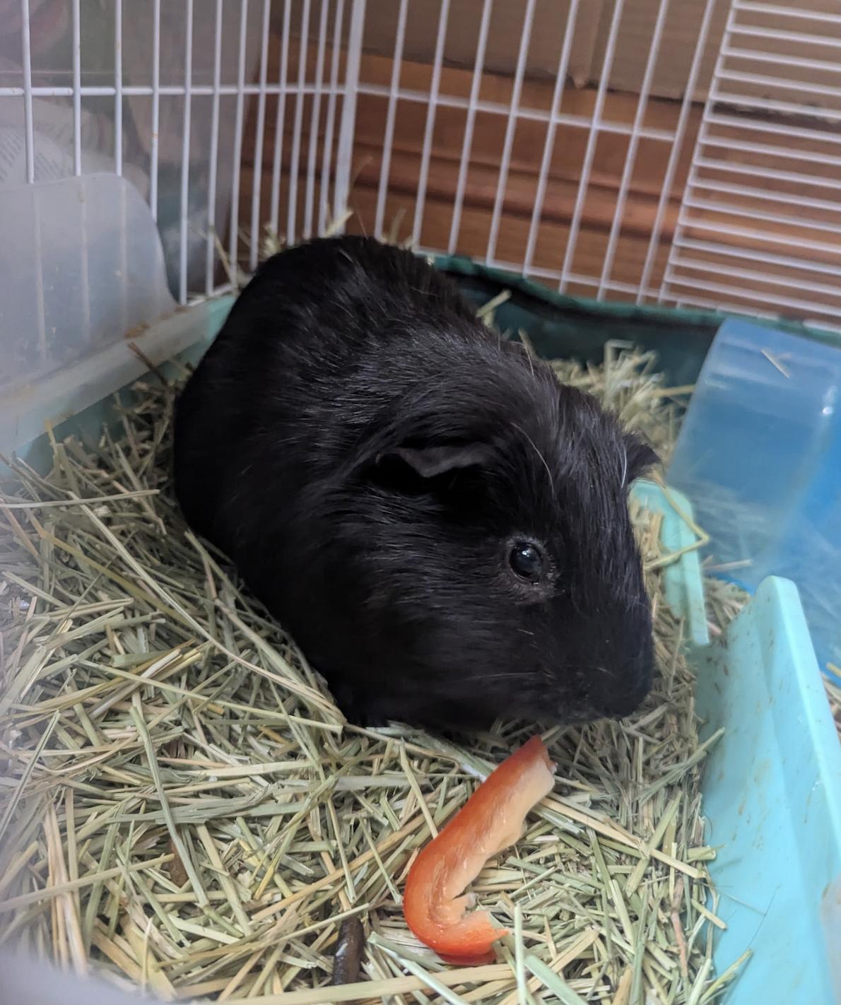 Egg & Ty BONDED, a ADOPTABLE Guinea Pig in Minneapolis, MN image 3/5