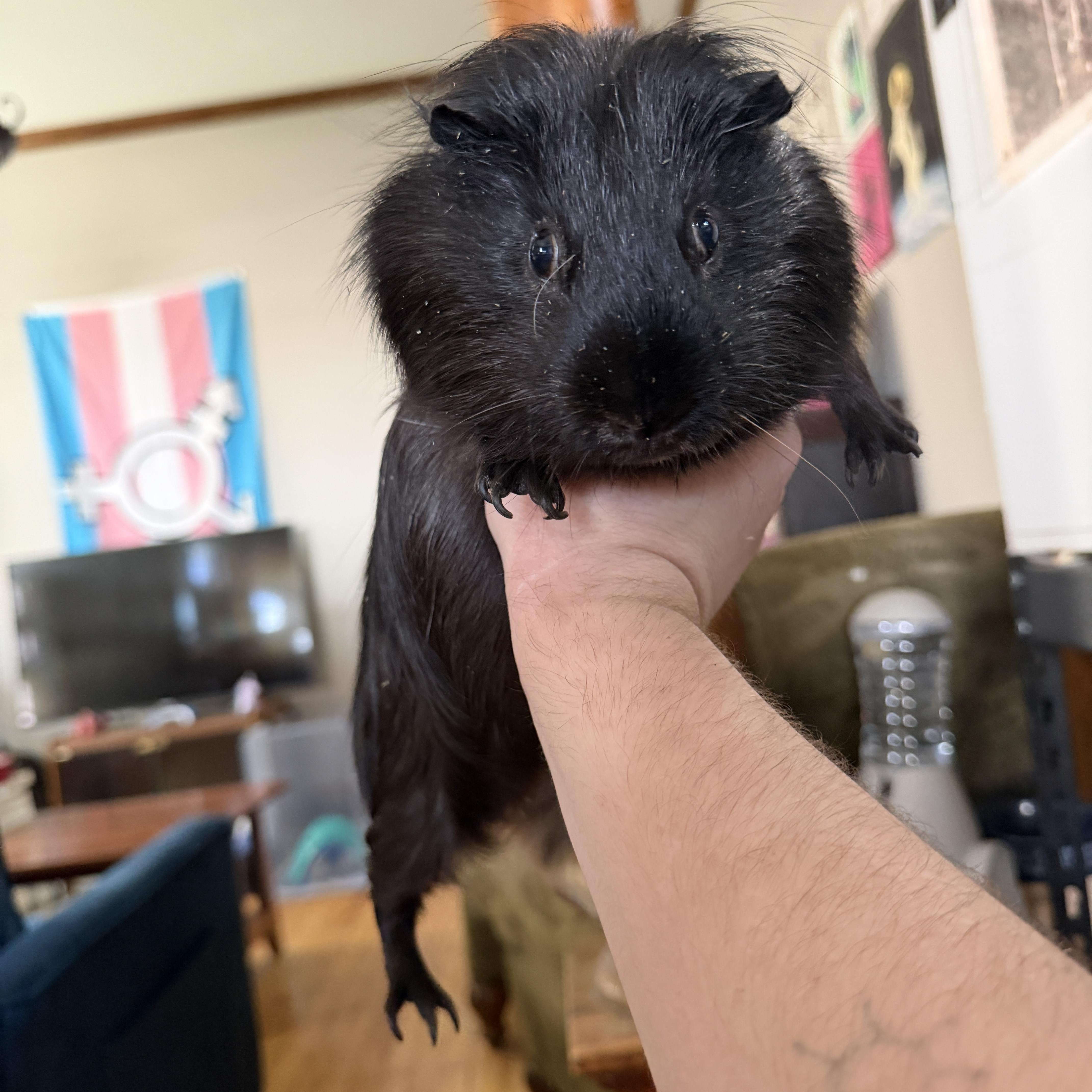 Egg & Ty BONDED, ADOPTABLE, Adult Male Guinea Pig.