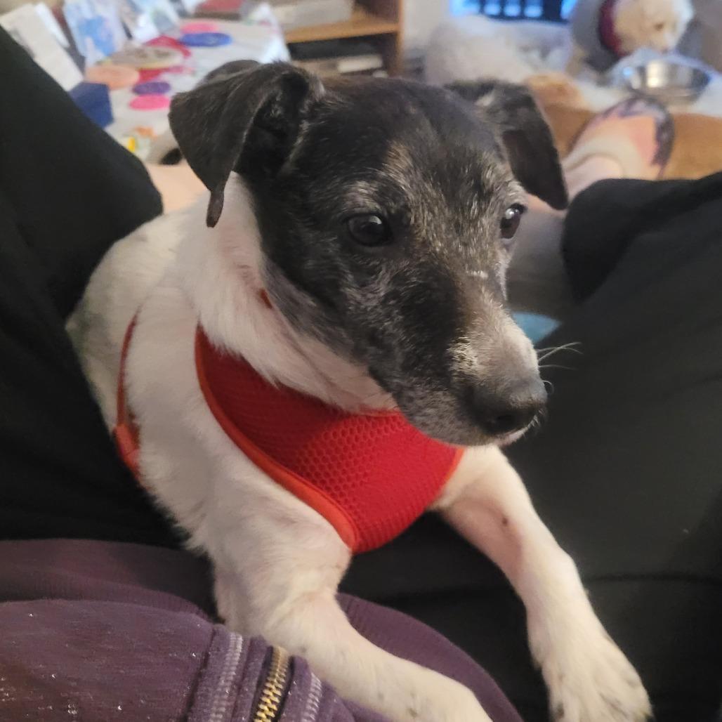 Agatha, Adoptable, Adult Female Rat Terrier.