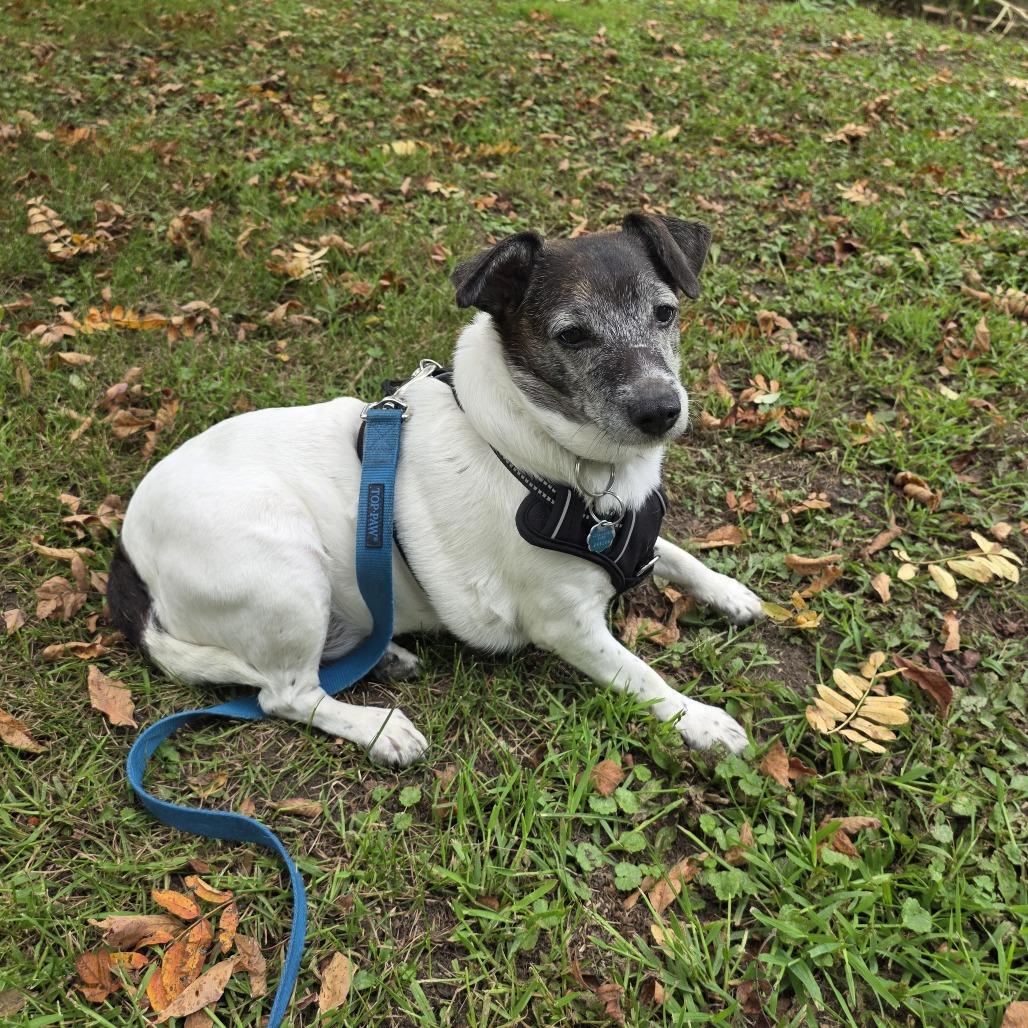 Enlarge Agatha, a Adoptable Rat Terrier in Rochester, MN image 2/6