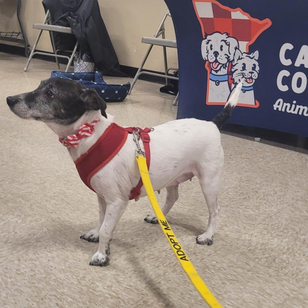 Enlarge Agatha, a Adoptable Rat Terrier in Rochester, MN image 3/6