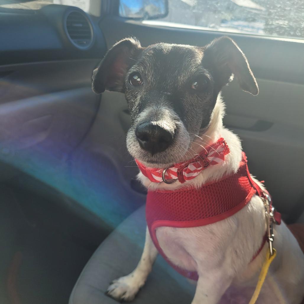 Enlarge Agatha, a Adoptable Rat Terrier in Rochester, MN image 4/6