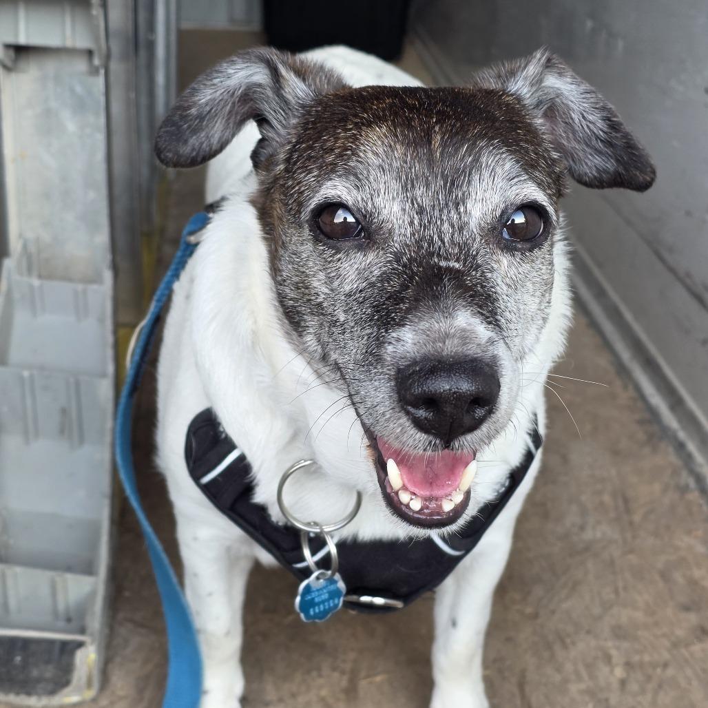 Enlarge Agatha, a Adoptable Rat Terrier in Rochester, MN image 5/6