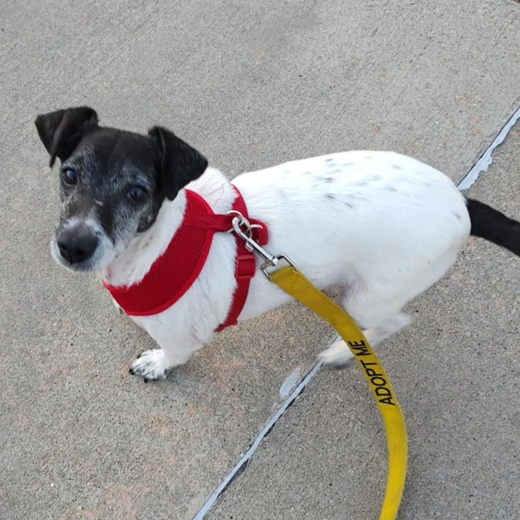 Enlarge Agatha, a Adoptable Rat Terrier in Rochester, MN image 6/6