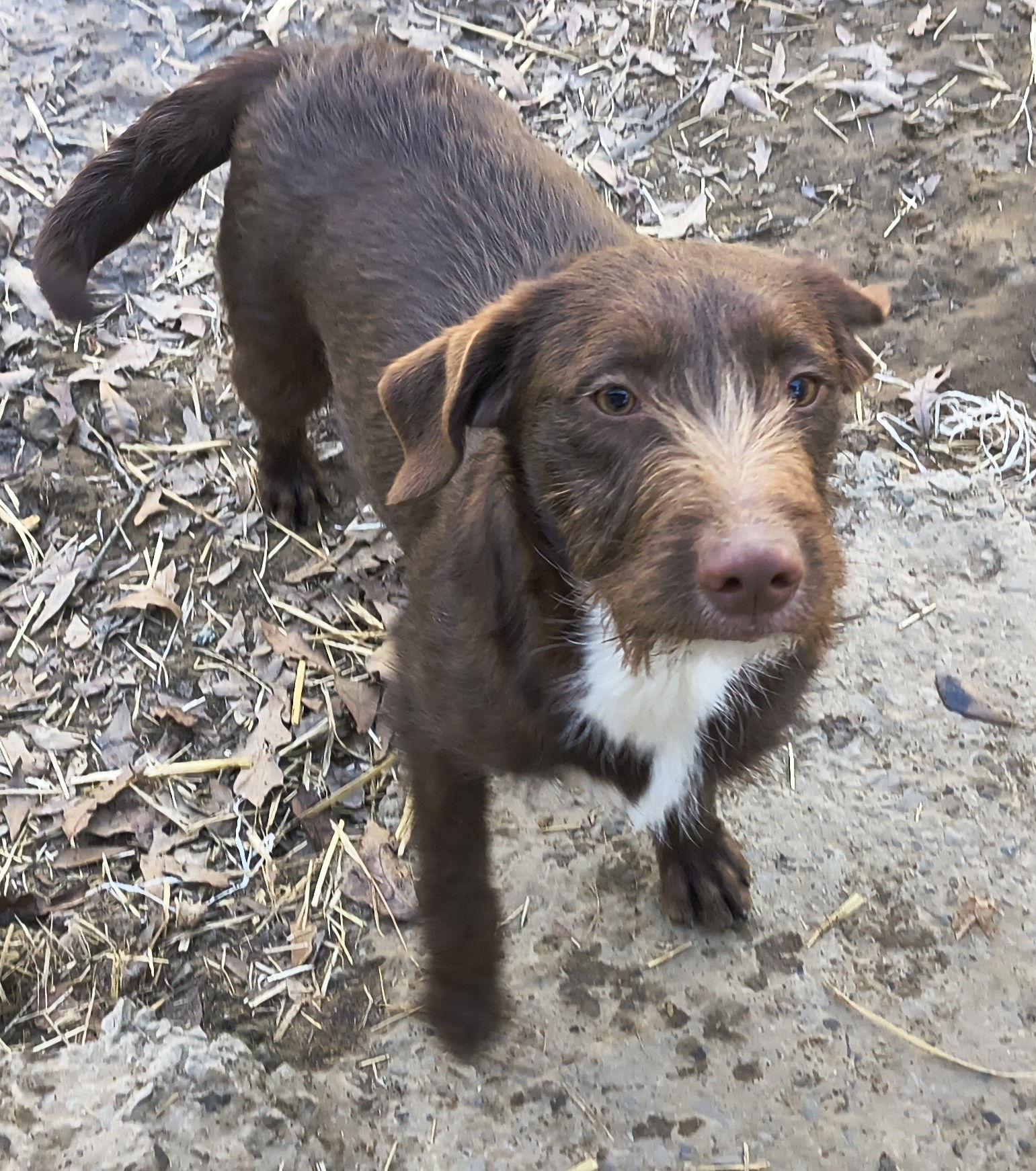 Enlarge Boone, a Adoptable mixed breed in Baileyton, AL image 1/2