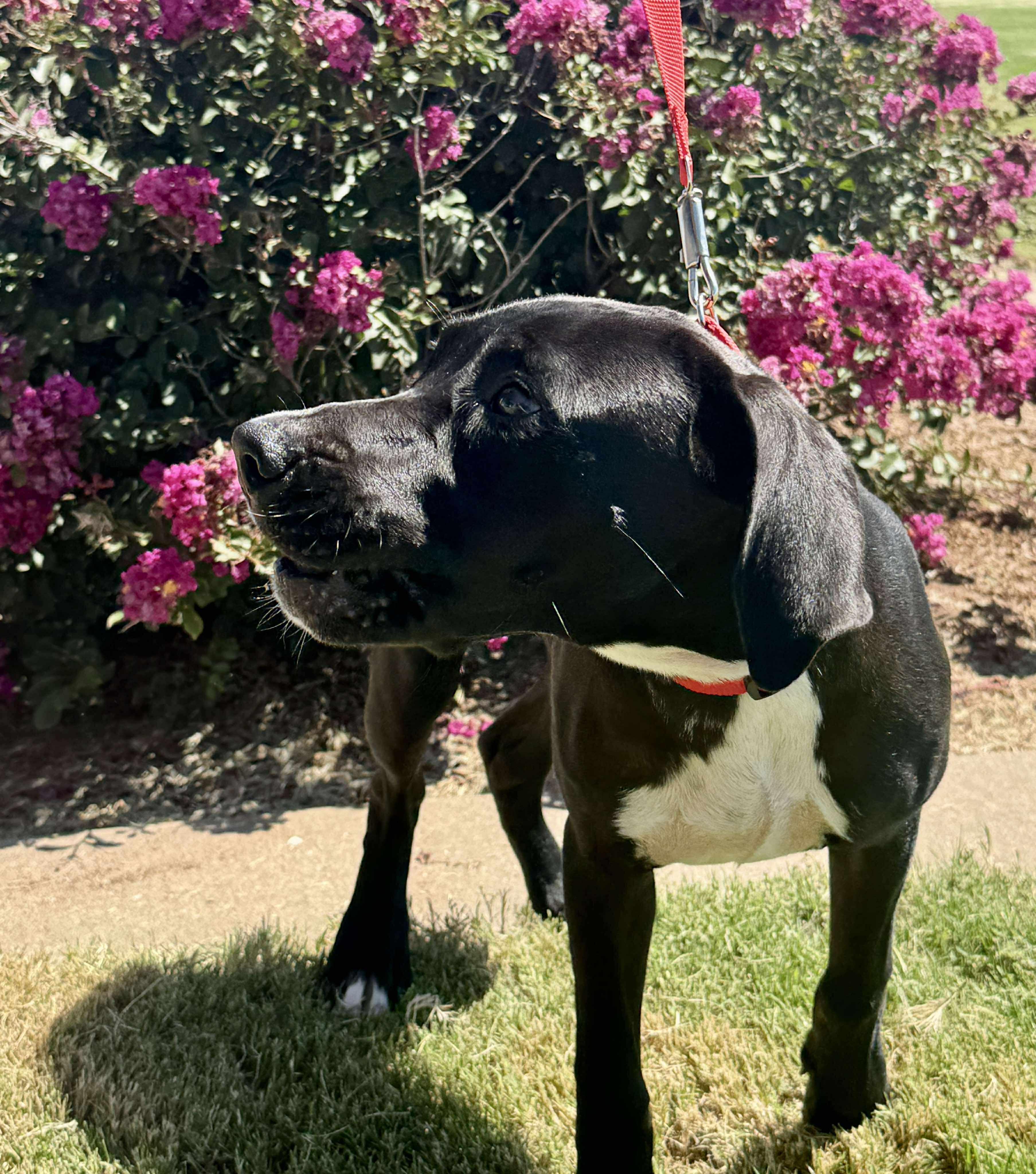 Jack, Adoptable, Young Male Labrador Retriever.