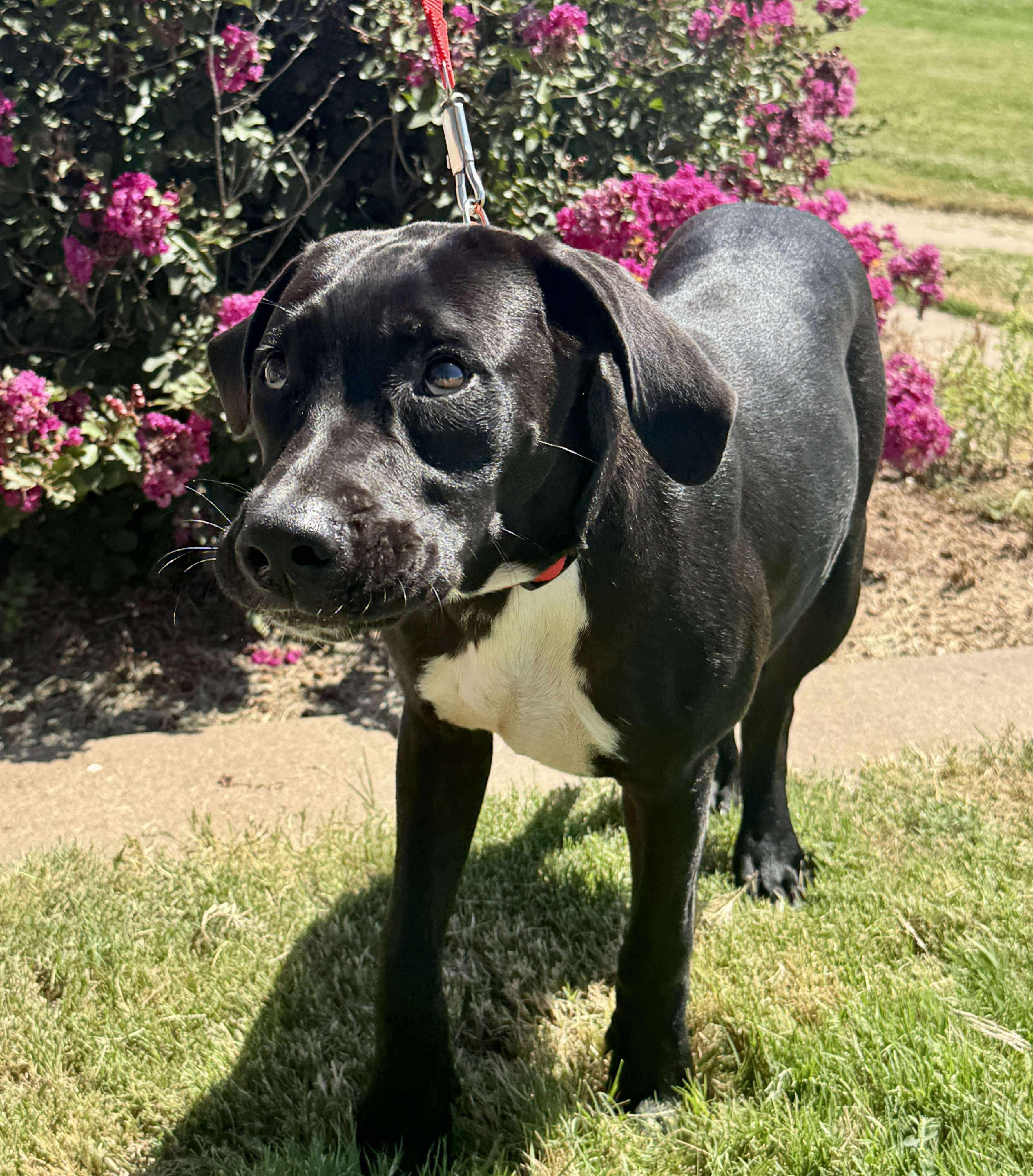 Enlarge Jack, a Adoptable Labrador Retriever in Wichita Falls, TX image 2/4