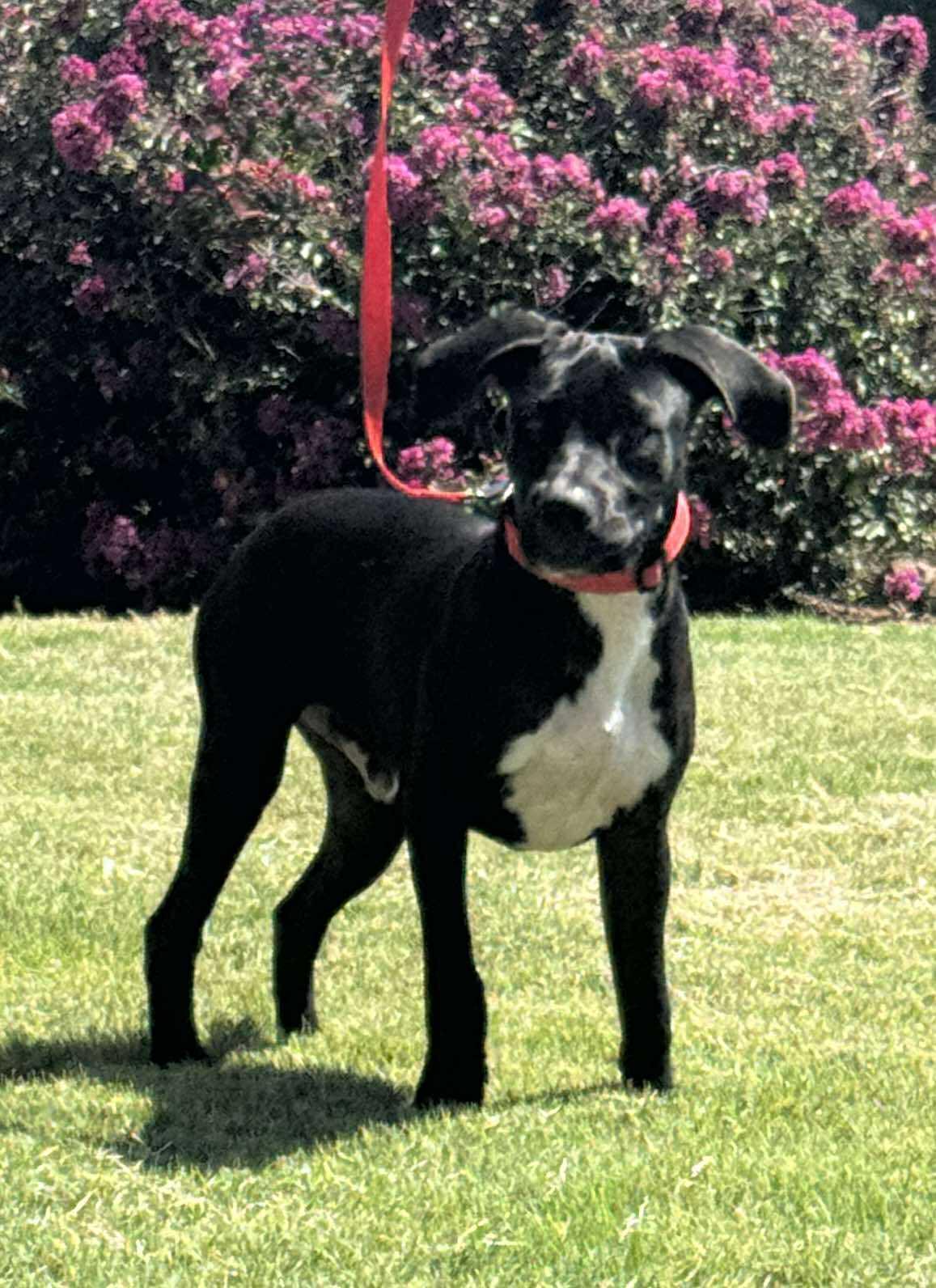 Enlarge Jack, a Adoptable Labrador Retriever in Wichita Falls, TX image 3/4