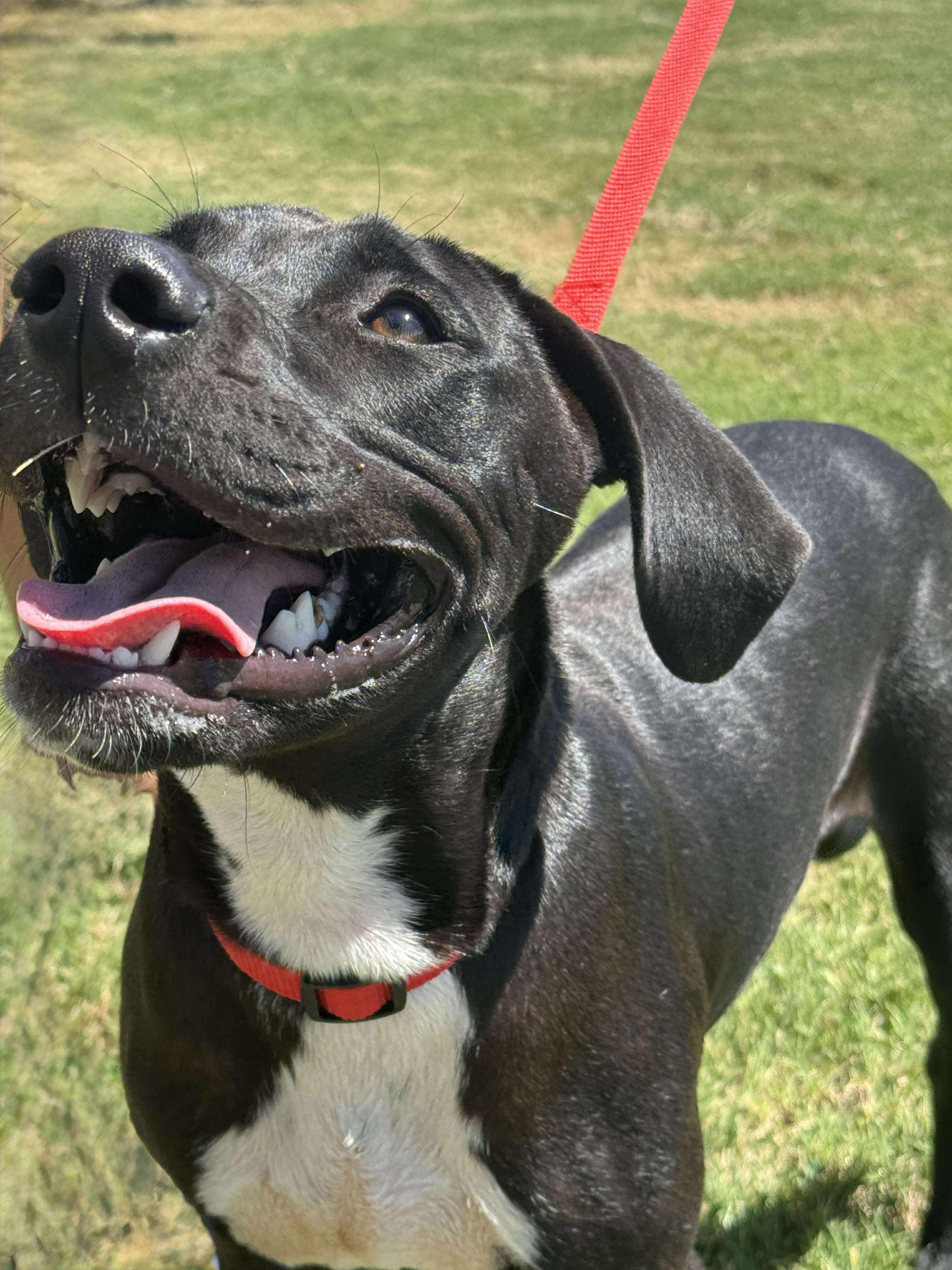 Enlarge Jack, a Adoptable Labrador Retriever in Wichita Falls, TX image 4/4