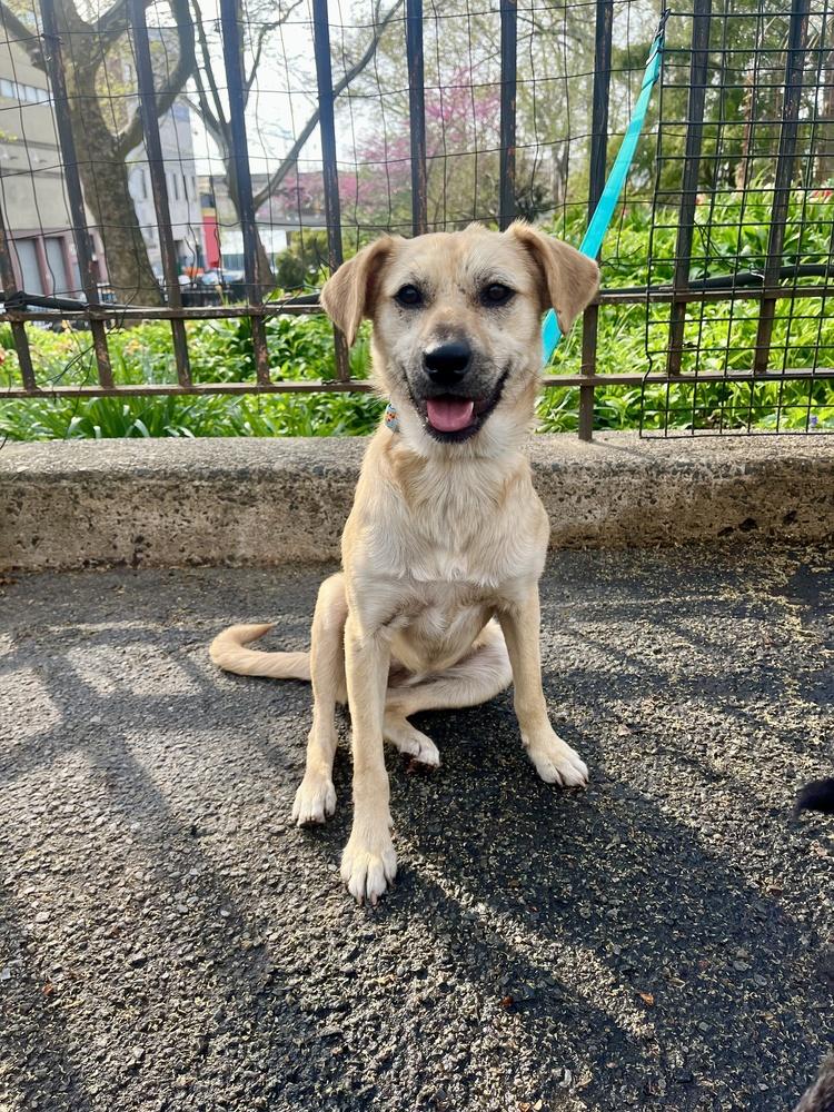 Natalie, Adoptable, Adult Female Shepherd.