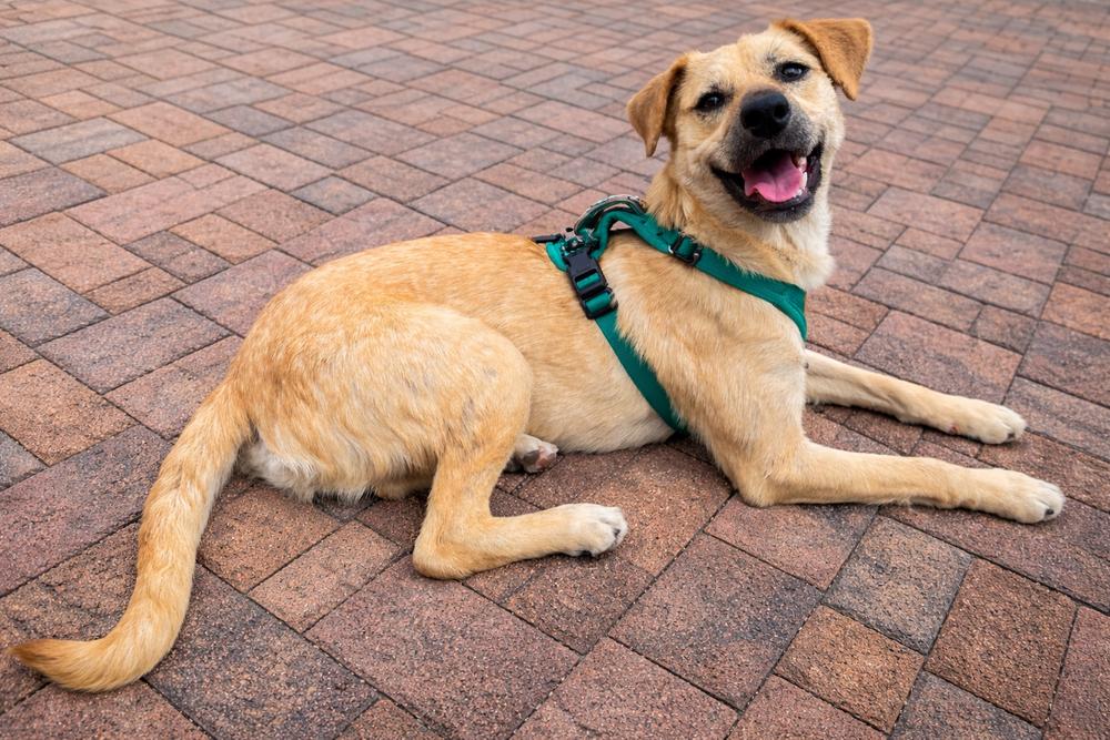 Enlarge Natalie, a Adoptable mixed breed in New York, NY image 3/6