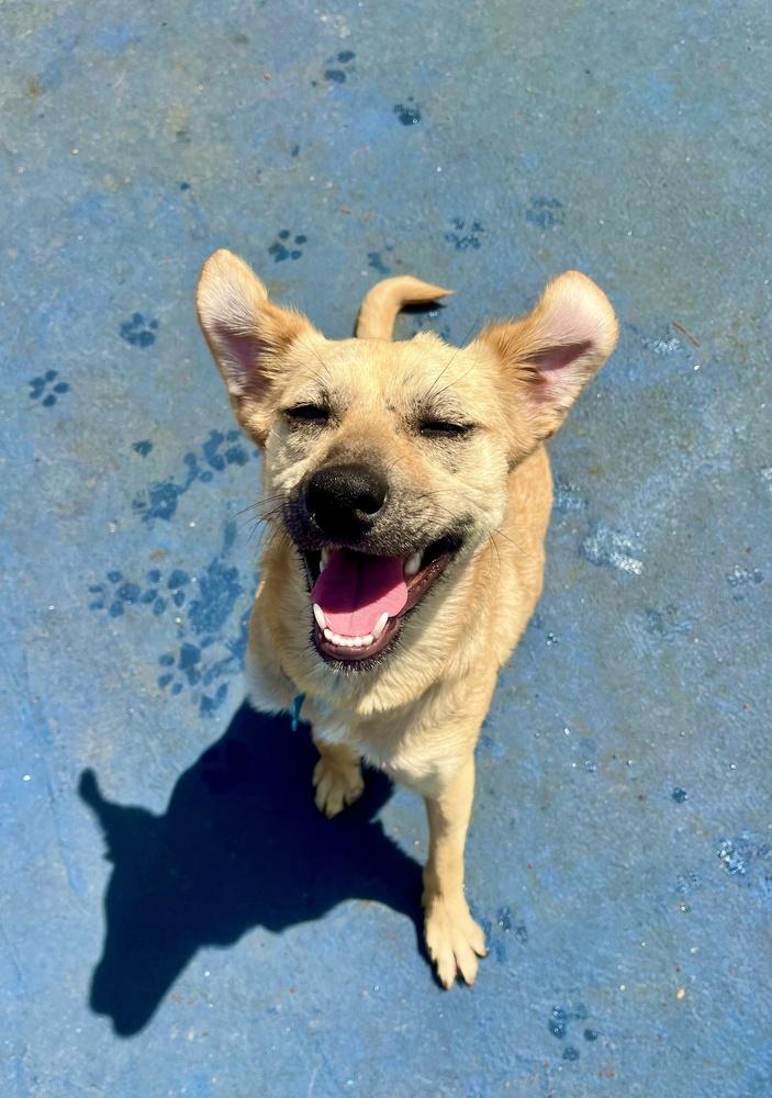 Enlarge Natalie, a Adoptable mixed breed in New York, NY image 4/6