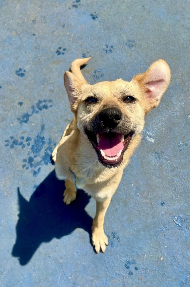 Enlarge Natalie, a Adoptable mixed breed in New York, NY image 5/6