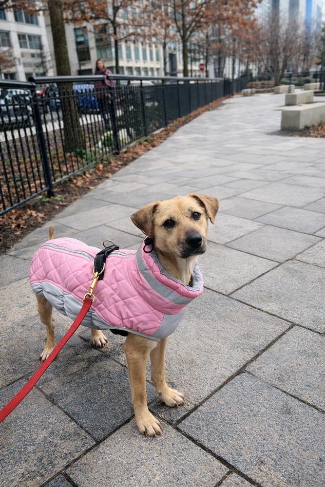 Enlarge Natalie, a Adoptable mixed breed in New York, NY image 6/6