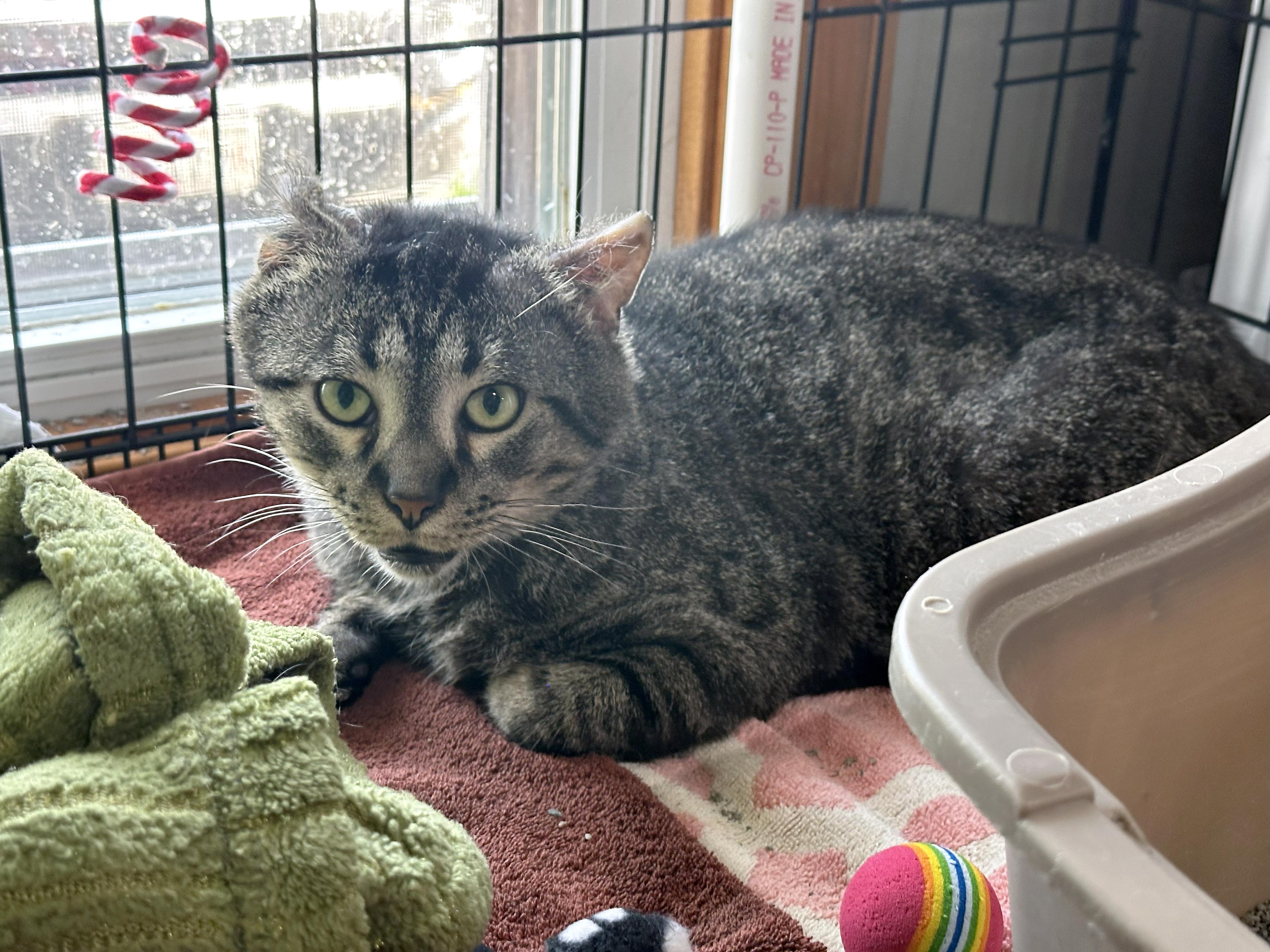 Enlarge Cookie, a Adoptable Domestic Short Hair in Crystal Lake, IL image 4/6