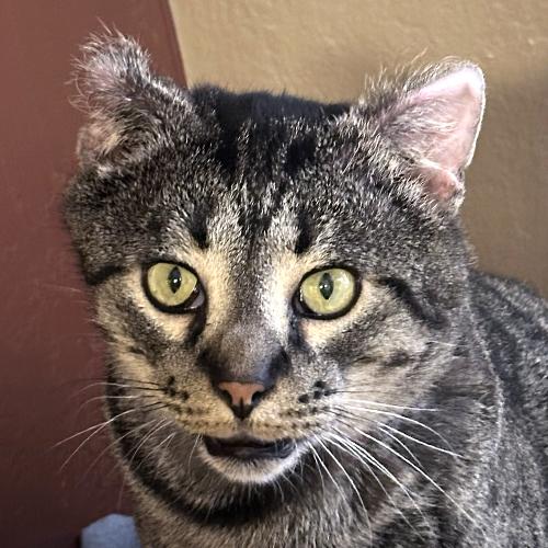 Cookie, Adoptable, Adult Male Domestic Short Hair.