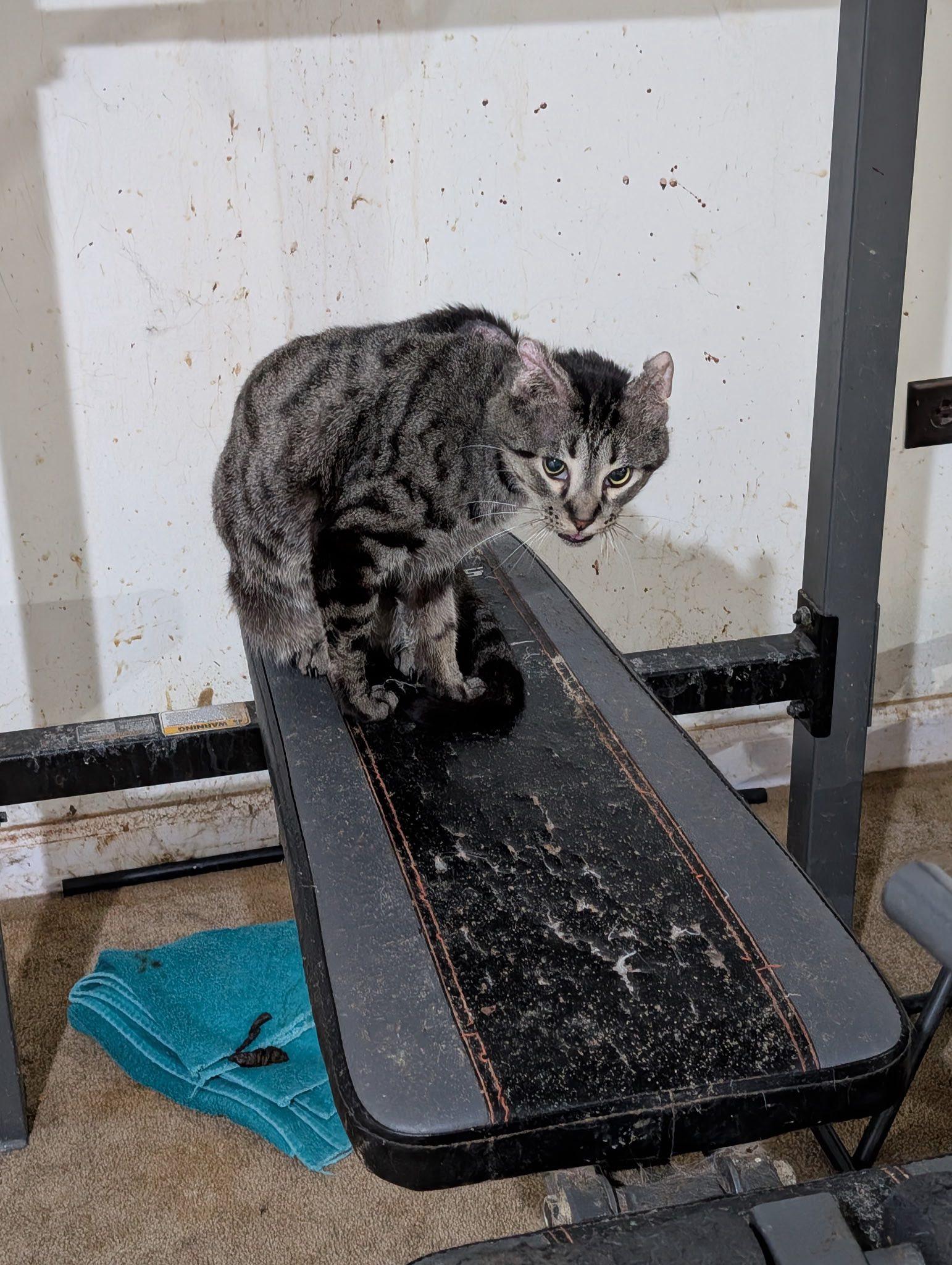 Enlarge Cookie, a Adoptable Domestic Short Hair in Crystal Lake, IL image 6/6