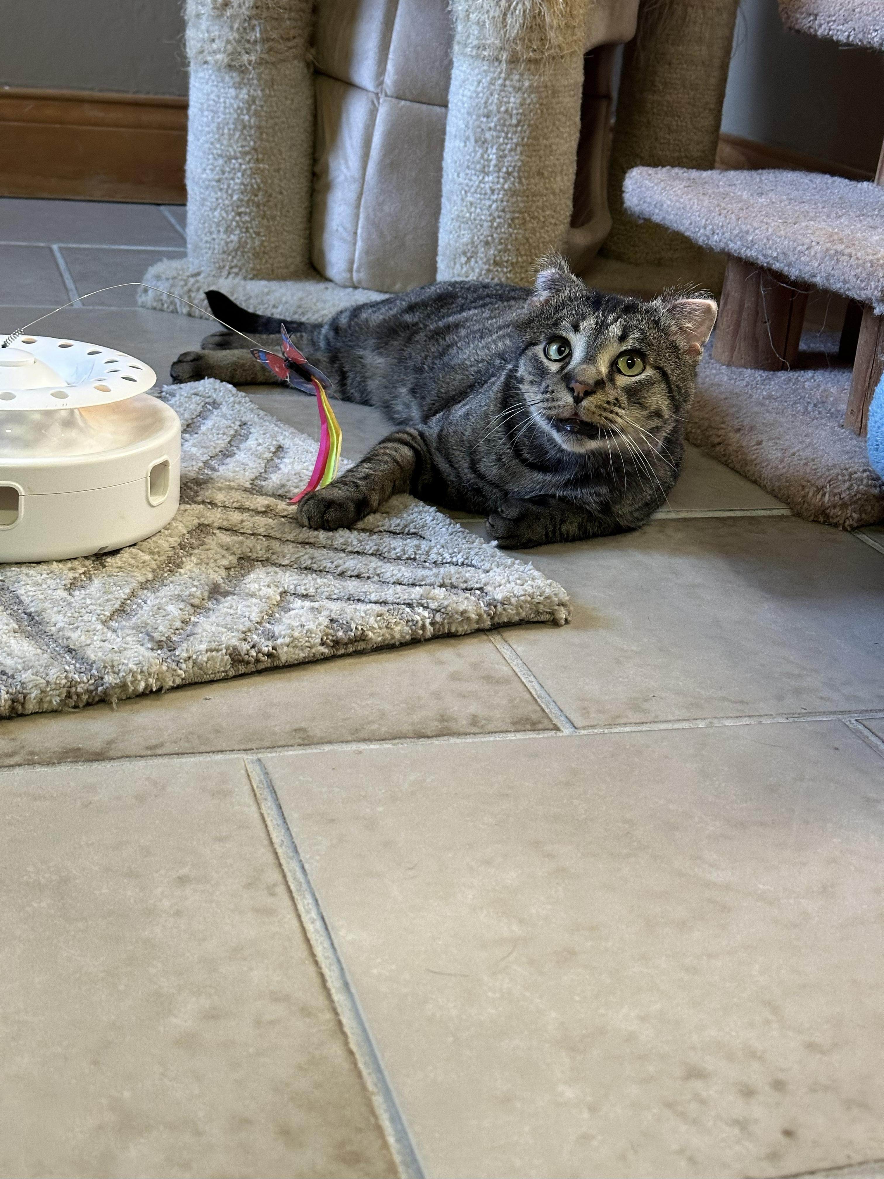 Enlarge Cookie, a Adoptable Domestic Short Hair in Crystal Lake, IL image 3/6