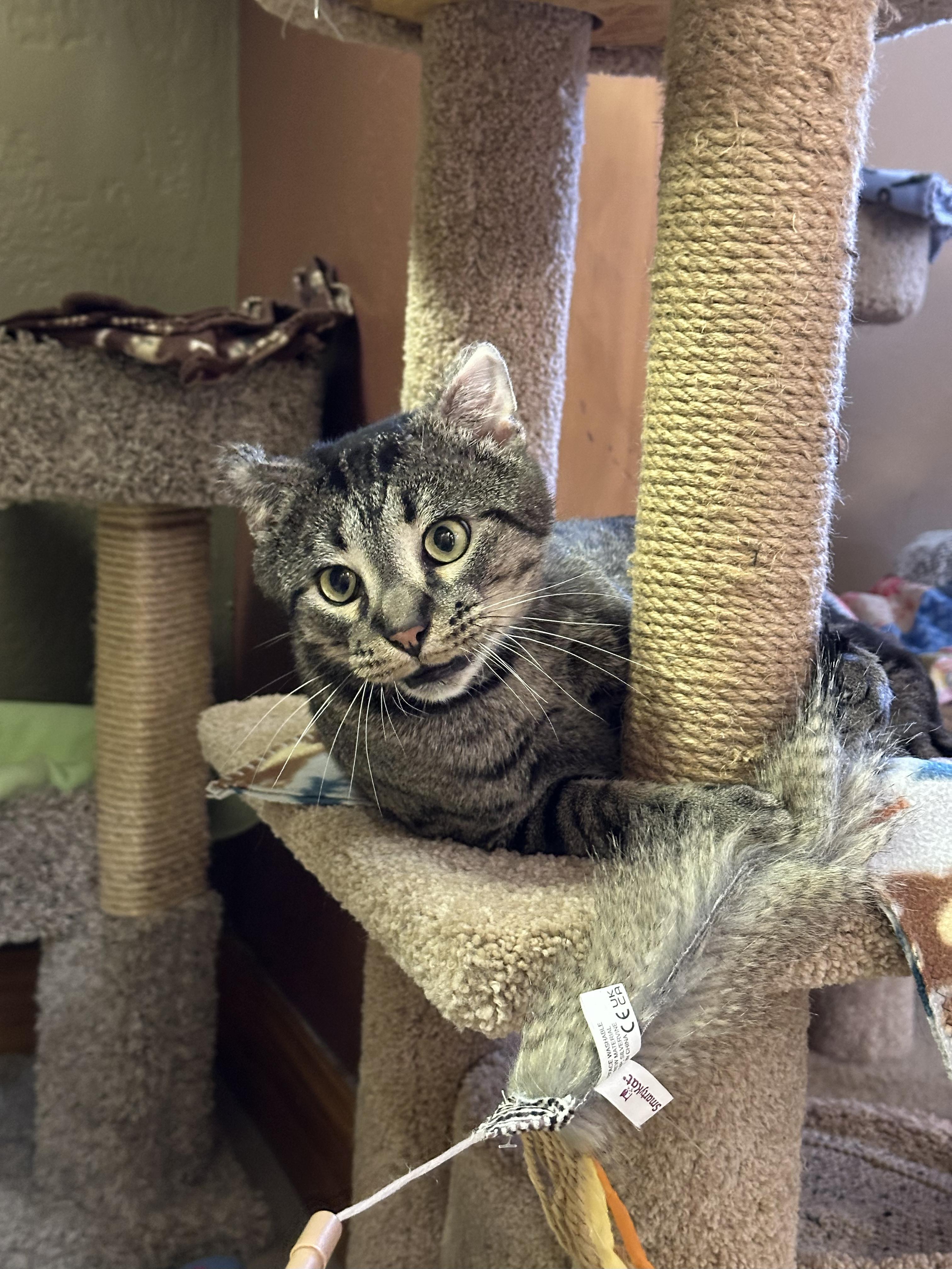 Enlarge Cookie, a Adoptable Domestic Short Hair in Crystal Lake, IL image 2/6