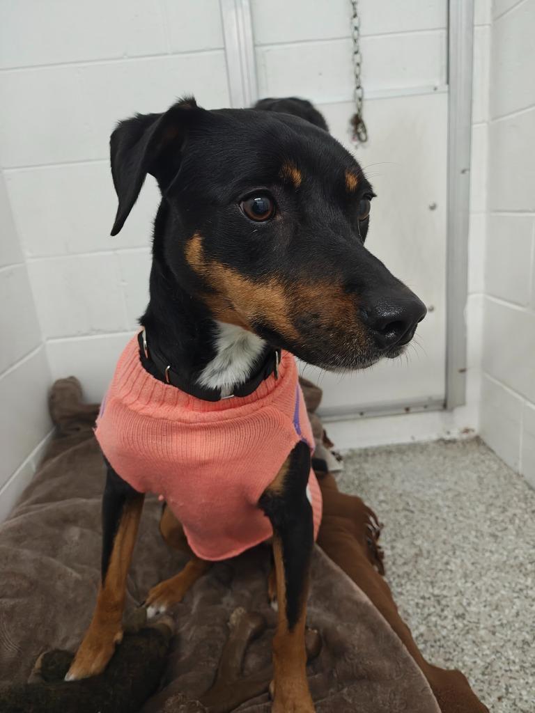 Freyja, adopted, Adult Female Mixed Breed.