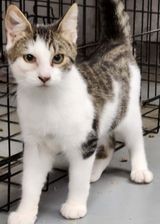 Milton, a Adoptable Domestic Short Hair in Mansfield Center, CT image 1/4
