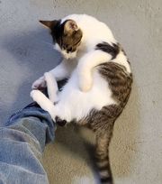 Milton, a Adoptable Domestic Short Hair in Mansfield Center, CT image 4/4