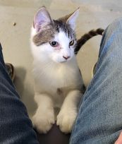 Milton, a Adoptable Domestic Short Hair in Mansfield Center, CT image 3/4