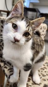 Milton, a Adoptable Domestic Short Hair in Mansfield Center, CT image 2/4