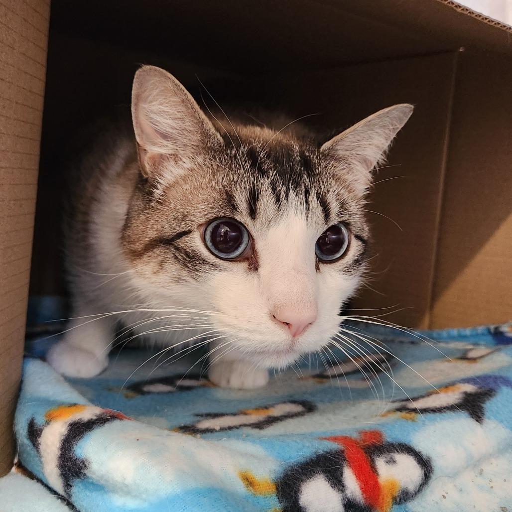 Enlarge Mooney, a Adoptable Domestic Short Hair in Delaware, OH image 1/5