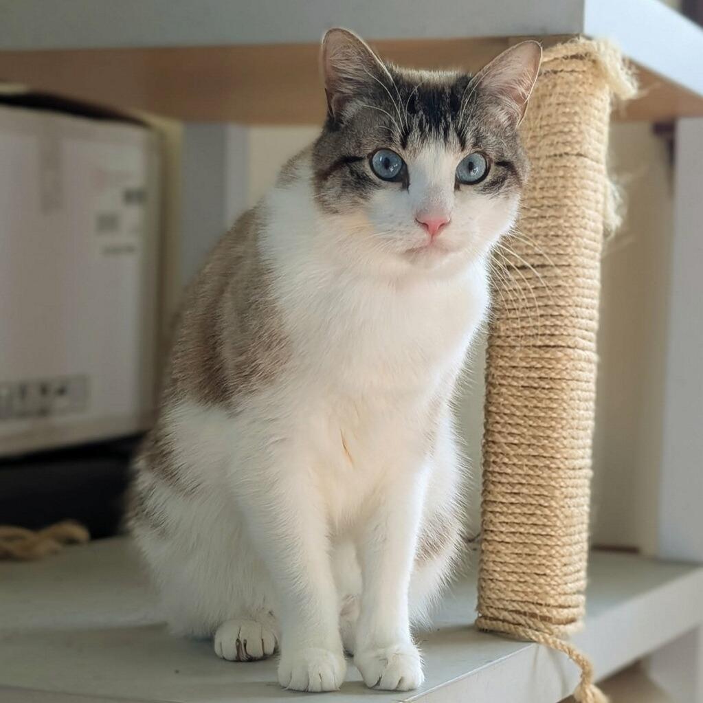 Enlarge Mooney, a Adoptable Domestic Short Hair in Delaware, OH image 2/5