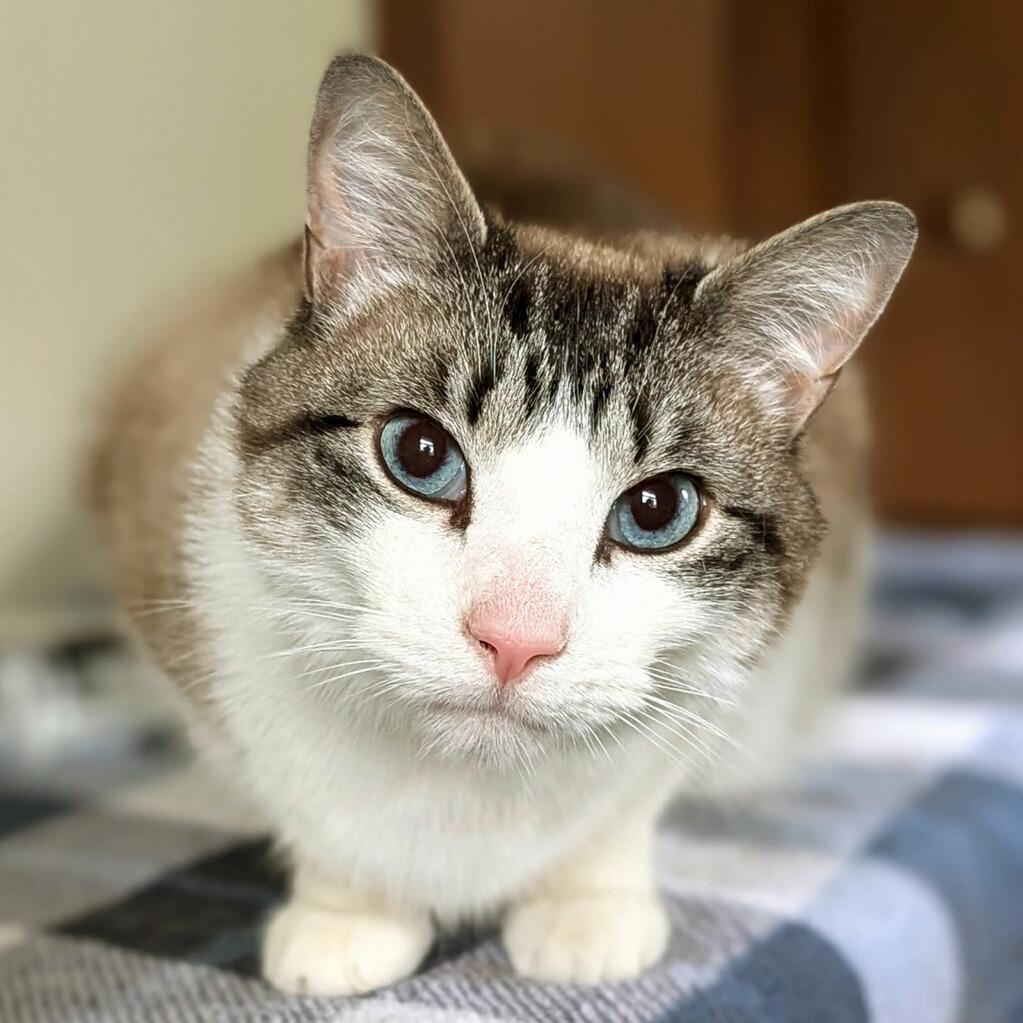 Enlarge Mooney, a Adoptable Domestic Short Hair in Delaware, OH image 3/5