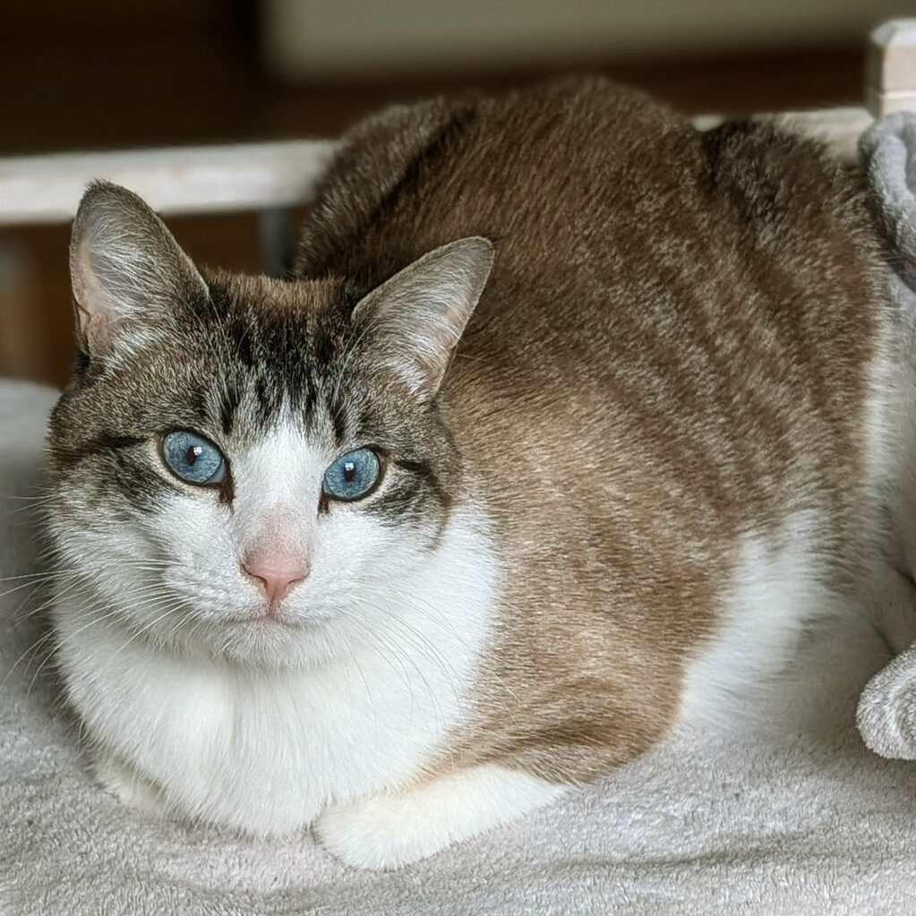 Enlarge Mooney, a Adoptable Domestic Short Hair in Delaware, OH image 4/5