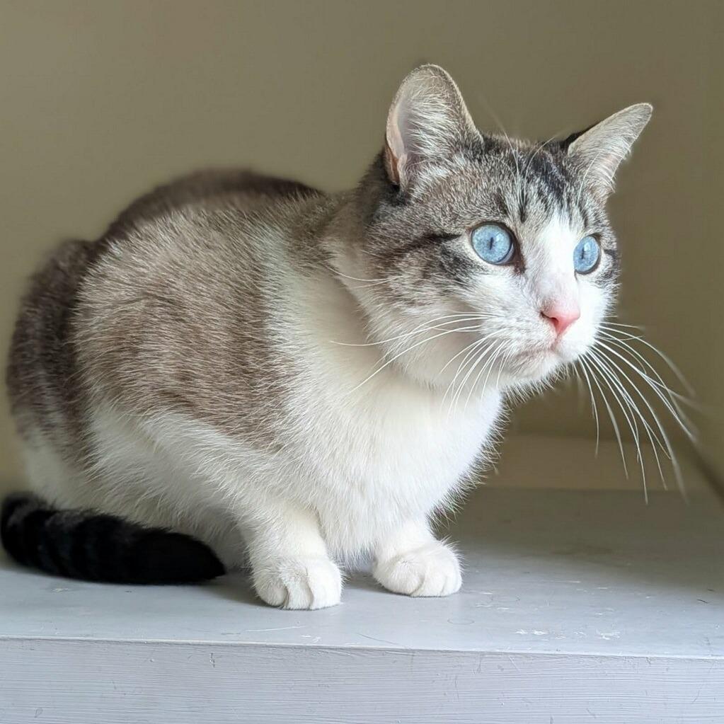 Enlarge Mooney, a Adoptable Domestic Short Hair in Delaware, OH image 5/5